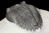 Detailed Hollardops Trilobite - Excellent Eyes #75472-4